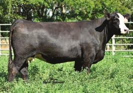Hilltopper has continually produced top bulls and attractive females for us. AId to the Bata Brothers outcross True Justice.