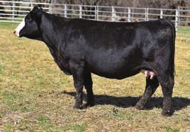 This purebred goes back to Antoinettes Star on the bottom. Z107 has a heifer calf by our Upgrade son Hilltopper.