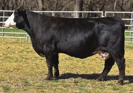 This solid black female has a heifer by Pistol and been AId back to the Hook stud Broadway.
