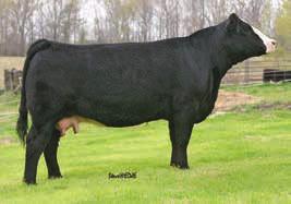 This female originated in the Clover Valley program and has got the job done every year. She comes to you with a Watchout bull calf and AI_d back to the popular baldy stud Shell Shocked.