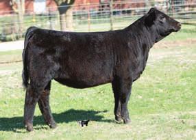 We brought this stunning Macho female home from the Cattlemen s Choice sale in GA. We have flushed U840 a few times with much success, which enables us to offer her up.