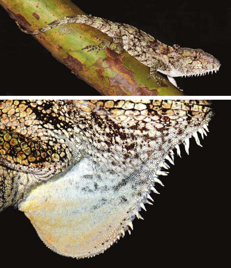 Whether these observations represent a true difference between Cuban and Bahamian populations of this species, or whether we simply failed to observed these lizards on narrow surfaces perhaps out of
