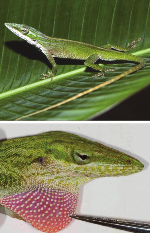 16 BREVIORA Anolis porcatus No. 520 Anolis sagrei Lizard photograph by Kevin de Queiroz; dewlap photograph of a specimen from the vicinity of Mariel, Cuba, courtesy of Luke Mahler.