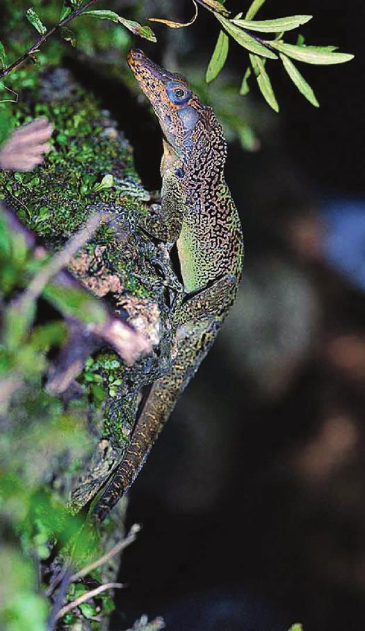 2010 THE ANOLES OF SOROA 17 relatively narrow chain link fences. It rarely gets far into the forest, though it might occasionally be seen in open areas within the forest. The dewlap pattern of A.