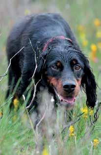 Scottish Natural Heritage Taking the Lead Case studies Linked resources: Managing access with dogs to reduce impacts on land management Information sheets Advice and useful links Find them at: