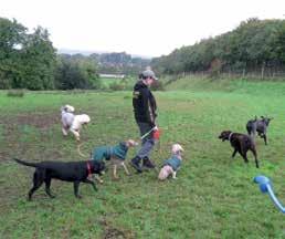 Case study 4 Denny Commercial Dog Walkers Location Dog related access issues Mechanisms adopted Background What s happened Denny, near Falkirk, Central Scotland Shortage of appropriate places to let