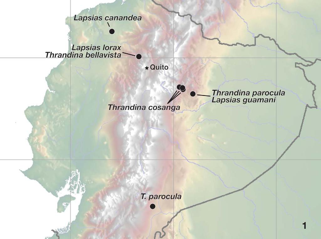 FIGURE 1. Ecuador, with collecting localities for lapsiine species described here. The southern locality for Thrandina parocula was reported by Maddison (2006). Map based on http://en.wikipedia.