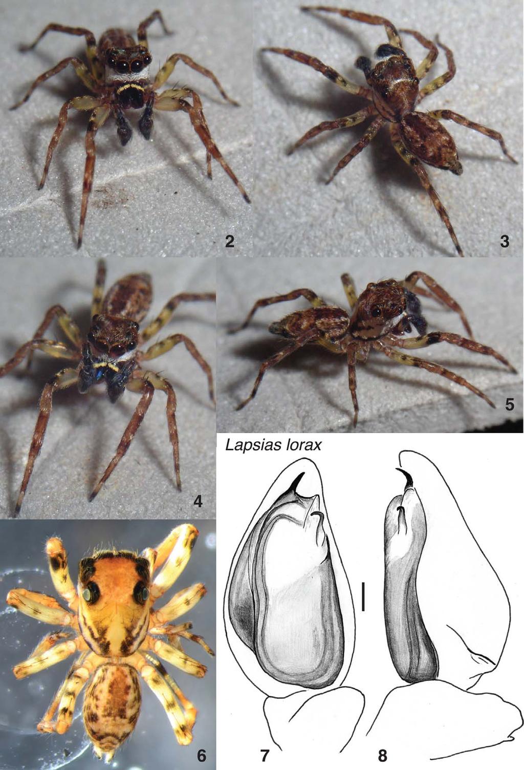 FIGURES 2 8. Lapsias lorax, sp. n. 2 6 holotype male 7 left male palp, ventral view 8 left male palp, retrolateral view. Scale bar = 0.1 mm.