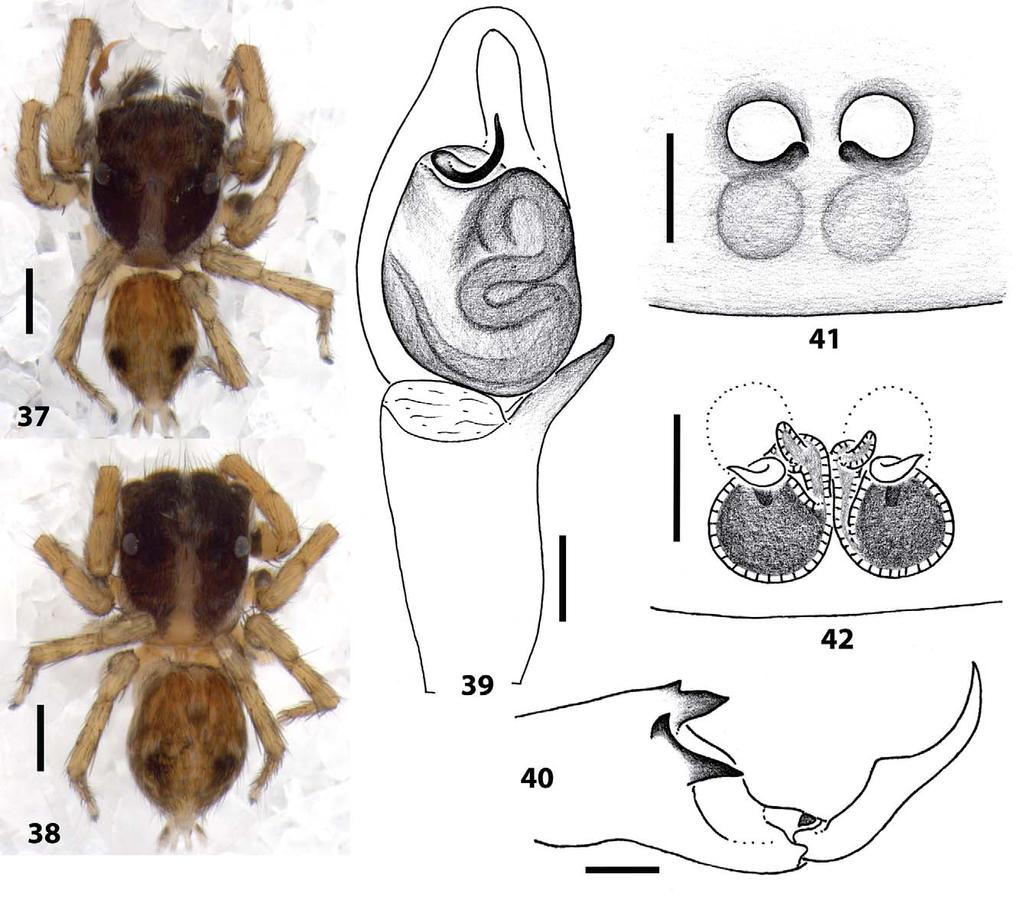 Agobardus oviedo sp. nov. Figs 31 42 Type material. Holotype: male, DOMINICAN REPUBLIC: Pedernales: Laguna de Oviedo, 17.802 N, 71.349 W, elev. 5 m, 14 July 2009, coll. W. Maddison, G. B. Edwards, J.