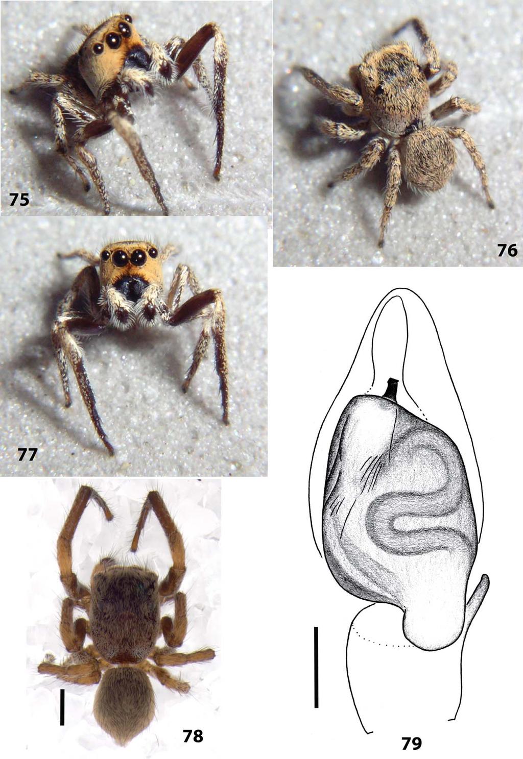 Figures 75 79. Anasaitis hebetata sp. nov. 75 77 male paratype; 78 male paratype, dorsal view; 79 male left palp, ventral view. Scale bars: 78, 0.5 mm; 79, 0.1 mm.