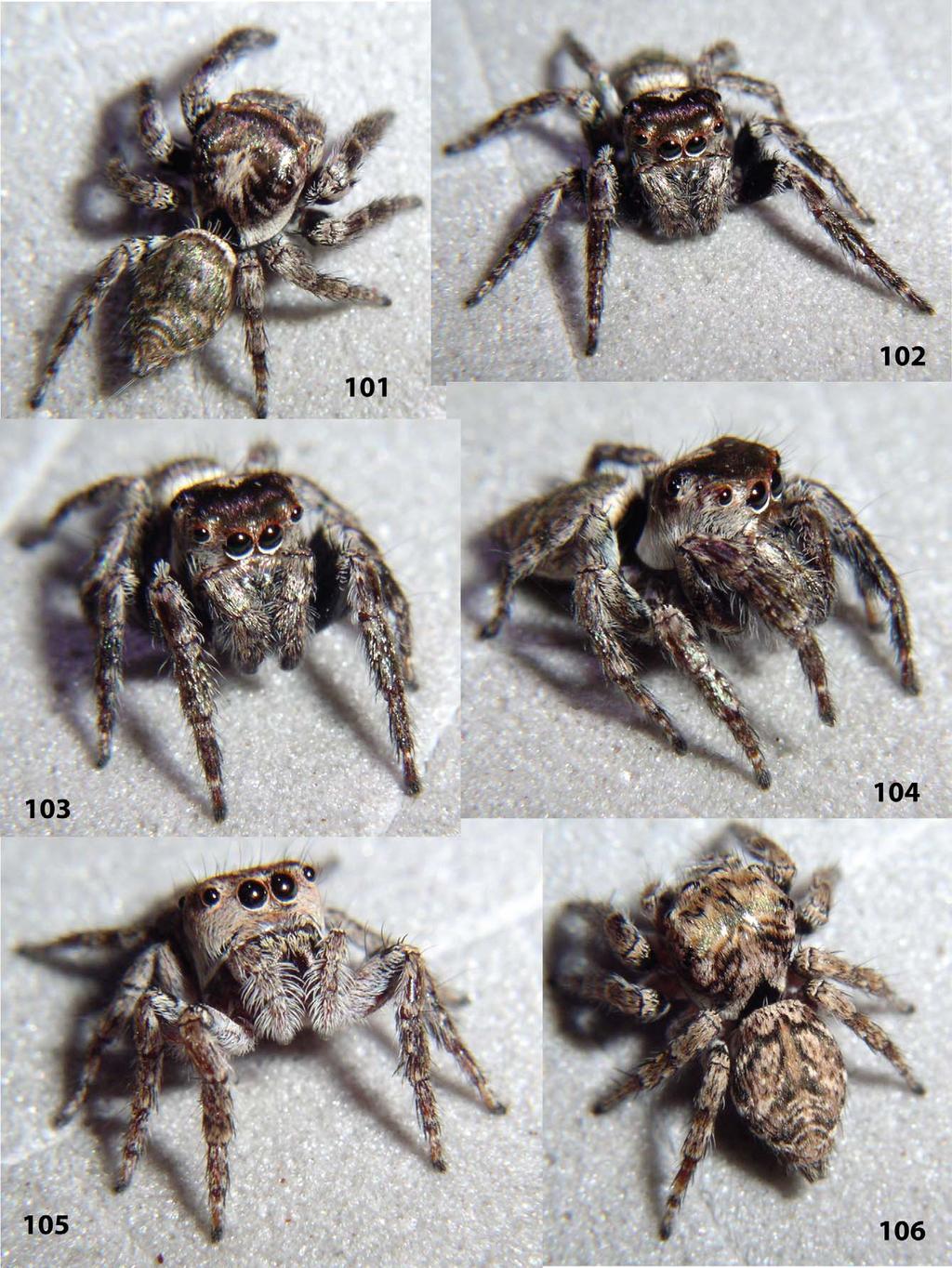 Figures 101 106. Bythocrotus crypticus sp. nov. 101 104 male paratype; 105 106 female paratype. Figures 101 106 are copyright 2012 W.