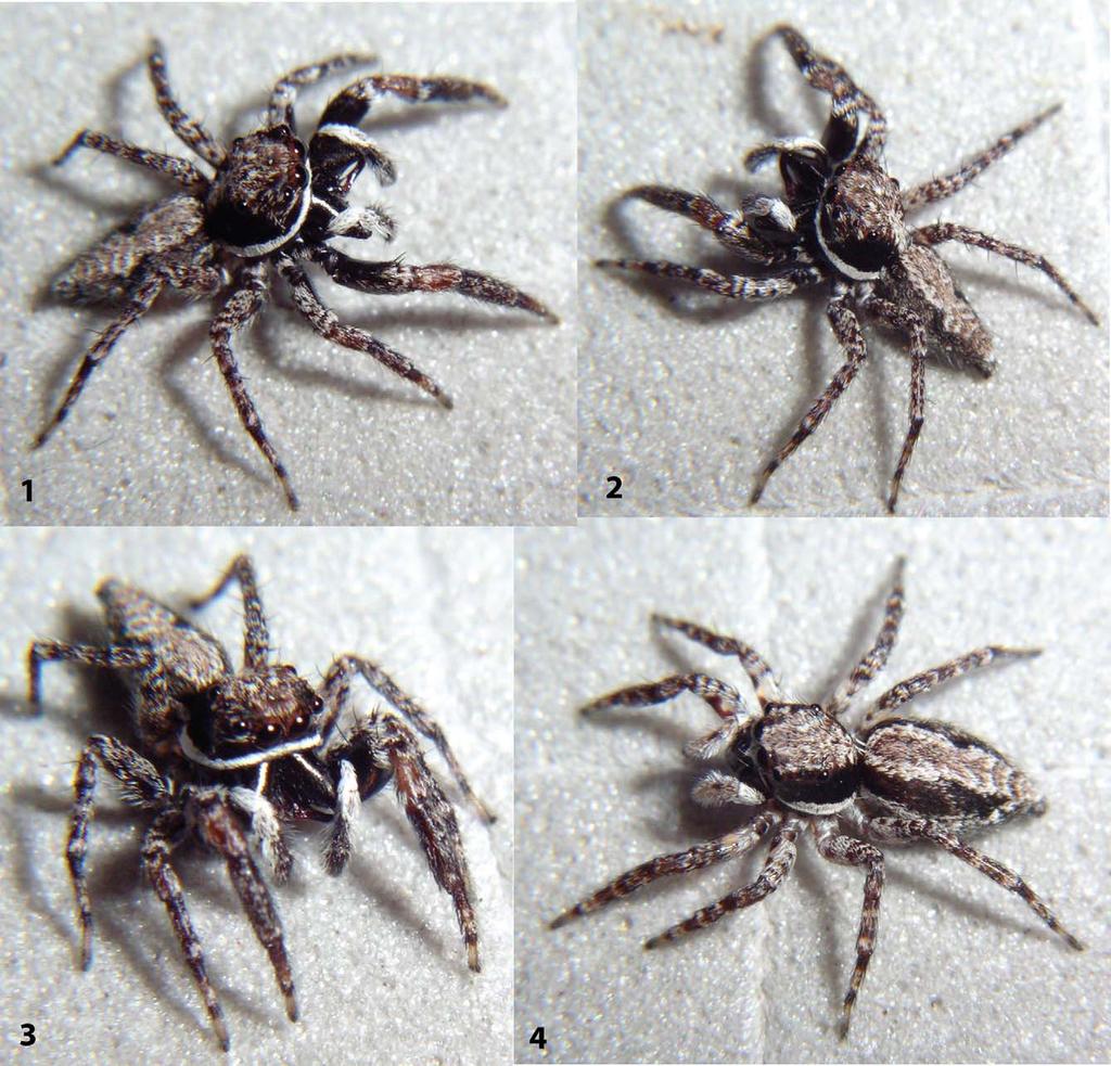 Agobardus bahoruco sp. nov. Figs 1 10 Type material. Holotype: male, DOMINICAN REPUBLIC: Pedernales: P. N. Sierra de Bahoruco, 18.128 N, 71.558 W, elev. 1340 m, 15 July 2009, coll. W. Maddison, G. B. Edwards, J.