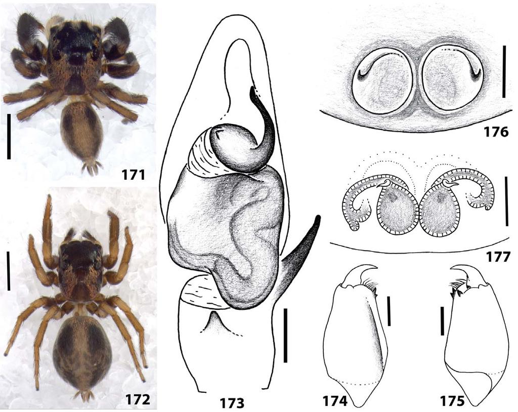 Corythalia coronai sp. nov. Figs 165 177 Type material. Holotype: male, DOMINICAN REPUBLIC: Pedernales: Rio Mulito, 18.155 N, 71.758 W, elev. 270 m, 16 July 2009, coll. W. Maddison, G. B. Edwards, J.