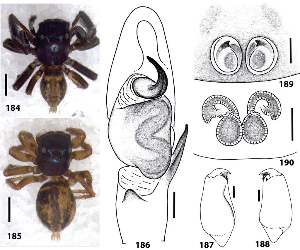 Corythalia peblique sp. nov. Figs 178 190 Type material. Holotype: male, DOMINICAN REPUBLIC: Pedernales: Peblique, 18.059 N, 71.638 W, elev. 270 m, 17 July 2009, coll. W. Maddison, G. B. Edwards, J.