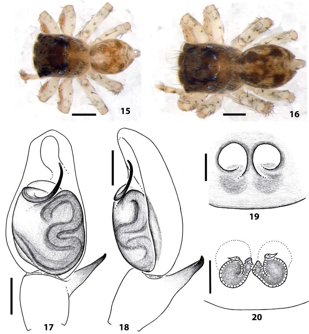 Figures 15 20. Agobardus cordiformis sp. nov.