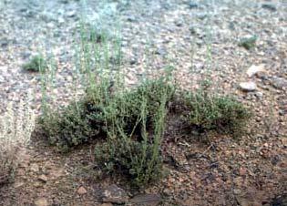 and black sagebrush (Figures 8-10) as well as a variety of grasses and forbs. Figure 6.