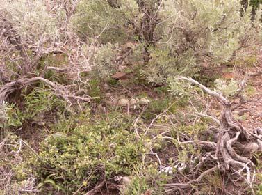 The sagebrush habitat on the Parker Mountain is one of the largest contiguous tracts in Utah, and has escaped development pressures.