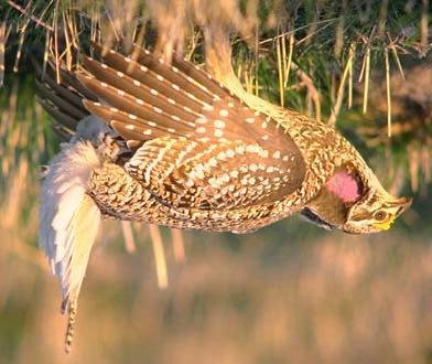 SHARP-TAILED GROUSE (Tympanuchus phasianellus) Fish and Wildlife Habitat Management Guide Sheet Natural Resources Conservation Service (NRCS) - Minnesota GENERAL INFORMATION The sharp-tailed grouse