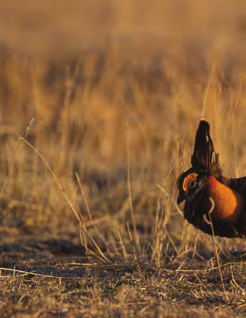 Greater prairie-chickens fascinate landowners, hunters, and birders alike. They are a symbol of the natural heritage of the Great Plains.
