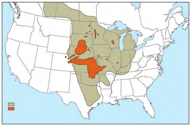 species of prairie grouse historically found in the central part of North America, the greater prairie-chicken A is a frequent attraction among birders and hunters alike.