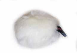 (French showed) Aïkiou Squeak FAUX FUR BALL FOR DOGS THE TOY OF THEIR DREAM NEW