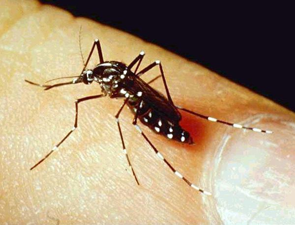 Mosquitoes They are a major health hazard in many parts