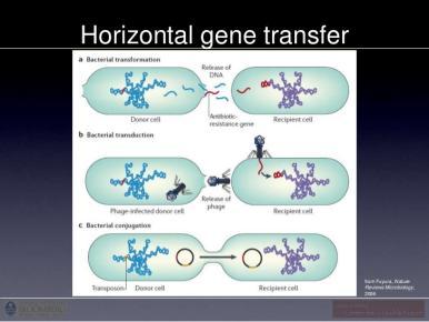 David Gilbert MD David Gilbert MD David Gilbert MD David Gilbert MD How bacteria acquire genes that control resistance mechanisms What is a plasmid?