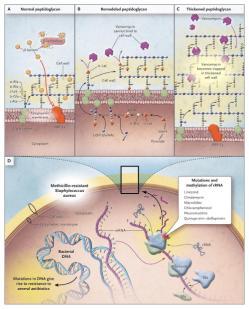 Major Mechanisms of Antibiotic Resistance Enzymatic inactivation β-lactams Target site absent intrinsic resistance Target site modification MRSA PBP2 to PBP2a Excessive binding sites hvisa and VISA