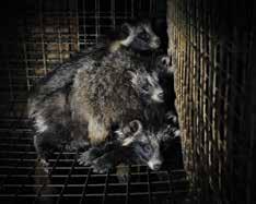examined, as well as adopting the EU ban on leghold traps into domestic legislation n The Government should continue to apply and enforce the Zoo Licensing Act, improving its implementation to ensure