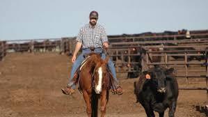Understanding how to guide cattle where you