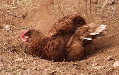 UNACCEPTABLE ENRICHMENTS FOR HENS TYPE Photo Description What is the product: An area of dry, friable material where the hen can dust bathe.