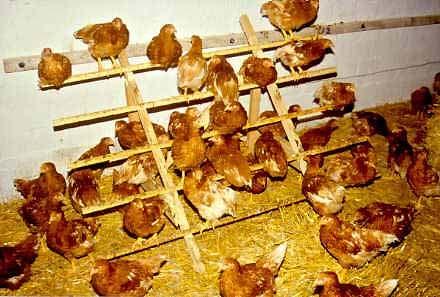 UNACCEPTABLE ENRICHMENTS FOR HENS TYPE Photo Description What is the product: An elevated, narrow object the hen can sit or stand on with its feet wrapped around such that the hen can preen, rest or
