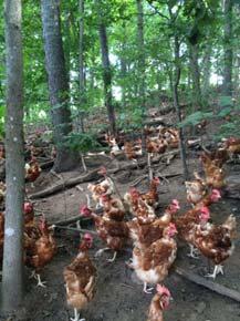 Appendix VIII: Provisions to Encourage Hens to Use Pasture If hens feel safe, they are more likely to go outside