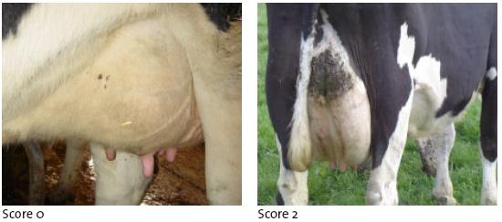 Comfort around resting Cleanliness scoring of dairy cows Areas to assess: 1.