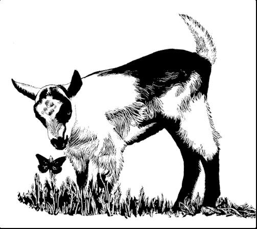 Goats of any breed can produce a variety of products. Goats can be grouped into milk, meat, other products and pets.