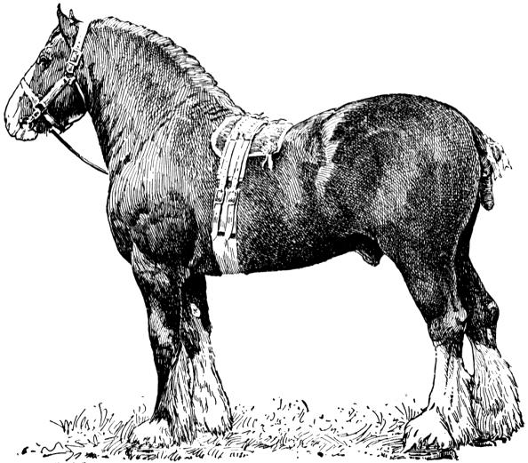 Materials needed for this activity: Activity sheets Pencil What you will do: 1. Read the names of breeds of horses and find these breeds in the word search. 2.