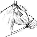 Tack Name the following tack or equipment needed for a horse.