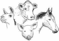 Answers: Pages 7-12 Farm Animal Body Parts 1. poll 13. thigh * 25. ribs 37. switch * 2. comb * 14. knee 26. barrel * 38. tail * 3. ear 15. jowl 27. stifle 39. croup * 4. beak * 16. snout * 28.