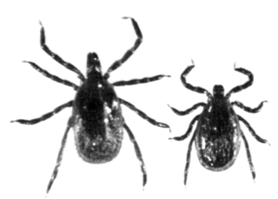 Spinose Ear Tick [Otobius megnini (Duges)] The spinose ear tick is a common pest of cattle, horses, and other domestic and wild hosts throughout Oklahoma. Humans have also been attacked.