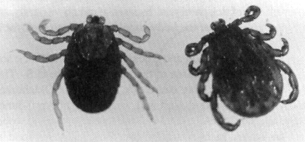 Winter Tick after feeding. The eggs may hatch in three to six weeks if temperatures remain above 50 F. The larvae bunch together and remain inactive until the onset of cool weather the next fall.