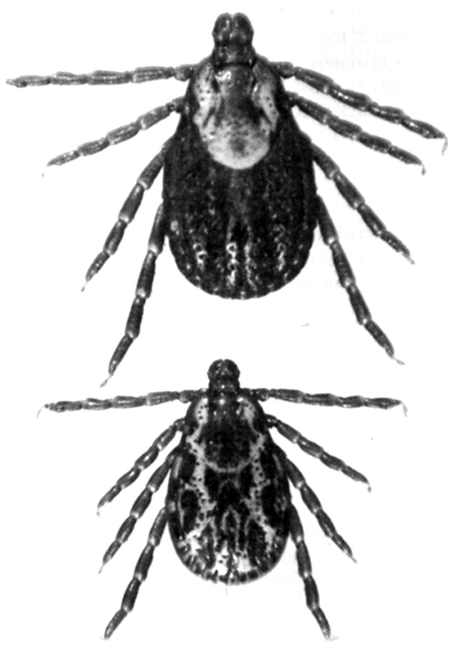 American Dog Tick [Dermacentor variabilis (Say)] The American dog tick is a common pest of dogs and other small, wild or domestic animals, which are the preferred hosts for the adults of this species.
