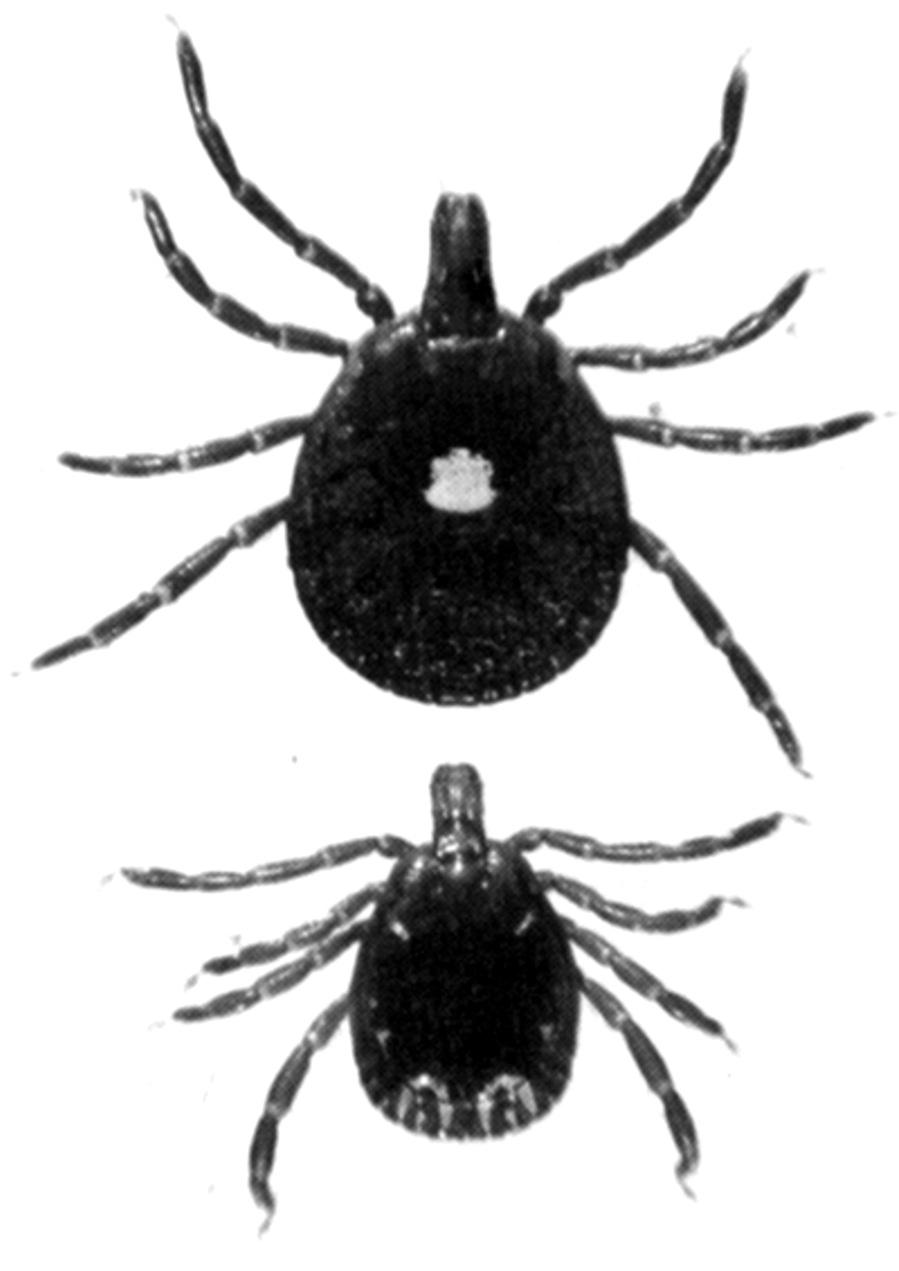 Lone Star Tick [Amblyomma americanum (L.)] The lone star tick is a three-host tick and is an important pest of all livestock and wildlife. All life stages (i.e., larvae, nymphs, adults) of this species readily attack humans.