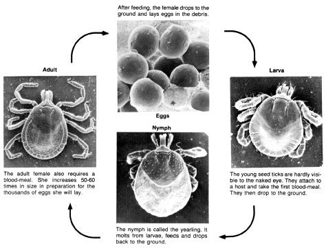 Lone Star Tick Life Cycle contact this tick in heavily wooded areas including many of the recreational areas of eastern Oklahoma.