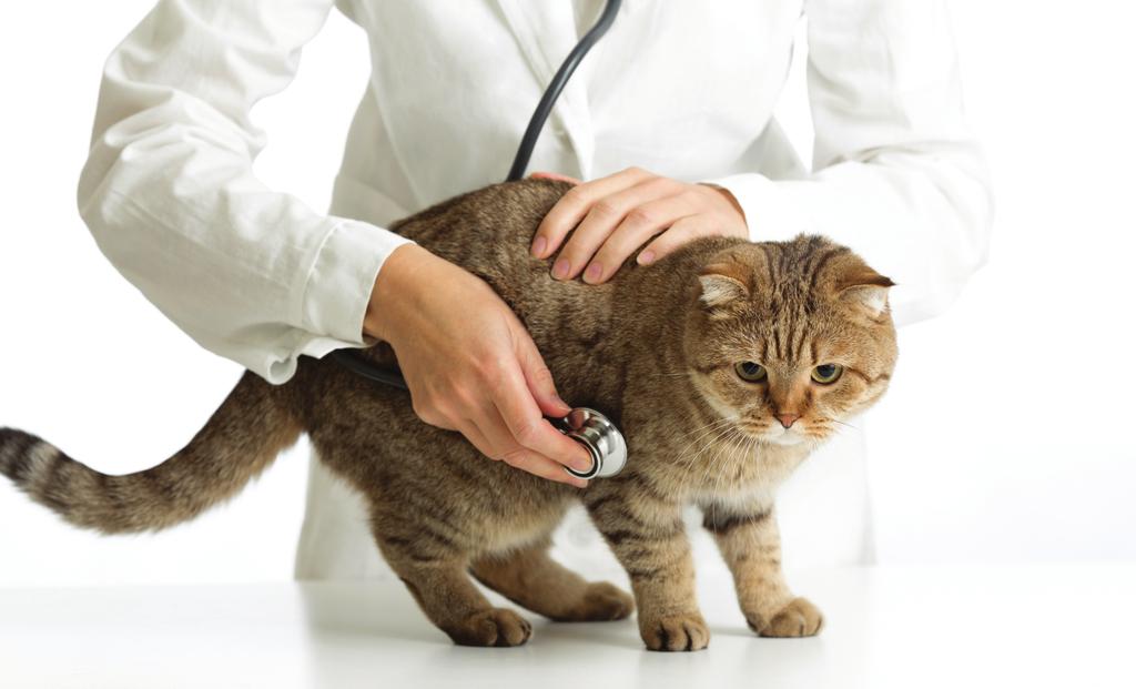 Although the prevalence of enteric coronavirus infection is high, around 90% in catteries, only 5% of these cats, at the most, will go on to develop FIP.
