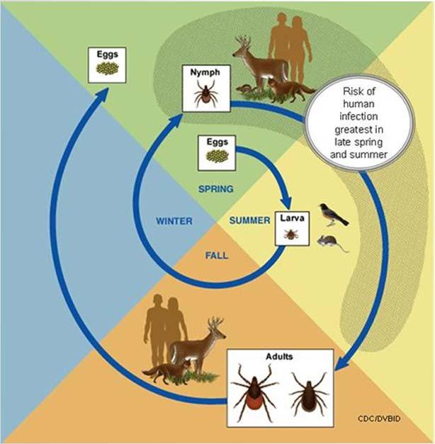 Vectors, transmitting pathogens that cause disease as they Host: The feed organism that the vector/parasite is attached to / feeding on.