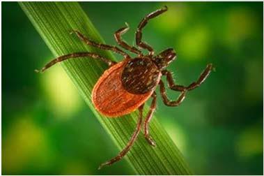 How Ticks Find Hosts *Ticks can detect animals breath and body odors, and sense body heat, moisture, and vibrations.