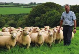 Breed Flock name First year of weight recording Gill and Richard Trace, Gortleigh Flock, Poll Dorset Sheep Homebred lambs in analysis Weight recorded lambs Dorset Gortleigh 1988 12,940 10,348