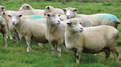 In recent years the maternal index for the Dorset breed has been revamped, with greater focus on prolificacy and milking ability.
