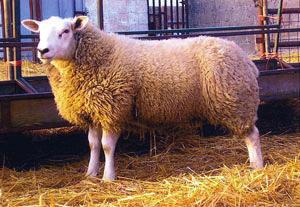 England in 2015. Gaynes Valliant II (CMG1401162) is sire of three of the top seven Texel ram lambs in the country. This is no small achievement in an analysis containing over 60,000 lambs.