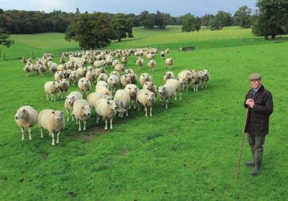 Much of the credit can be attributed to the dedication of Richard Clay, the farm manager who oversees both this 80-ewe pedigree Texel flock and a large commercial flock that runs alongside it.